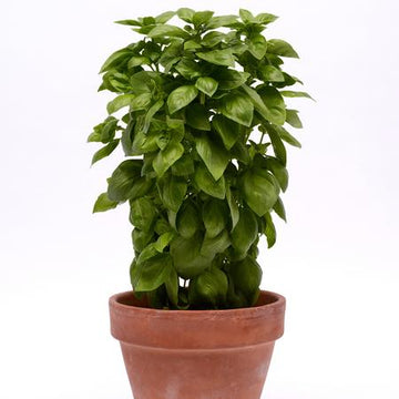 Basil 'Everleaf Emerald Tower'