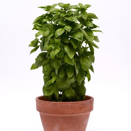 Basil 'Everleaf Emerald Tower'