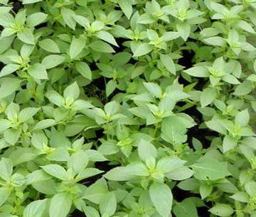 Basil 'Lemon'