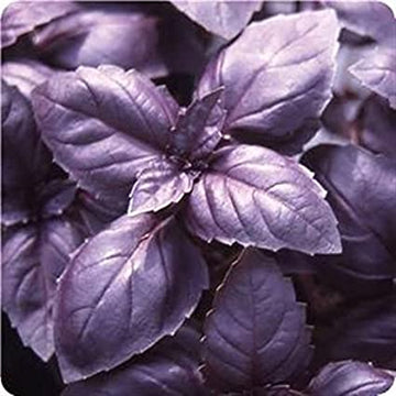 Basil 'Purple Ruffles'