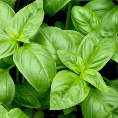 Basil 'Sweet Genovese'
