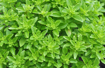 Basil 'Spicy Globe'