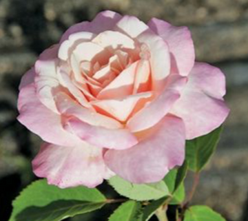 Rose 'Belinda's Blush'