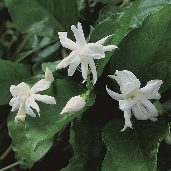 Jasmine 'Belle Of India'