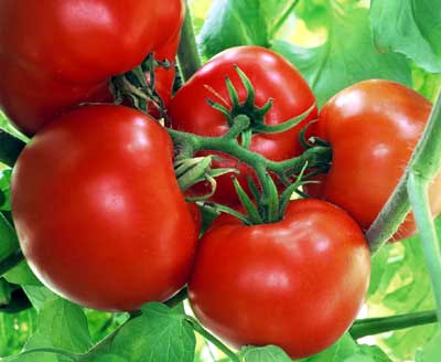 Tomato 'Box Car Willie'
