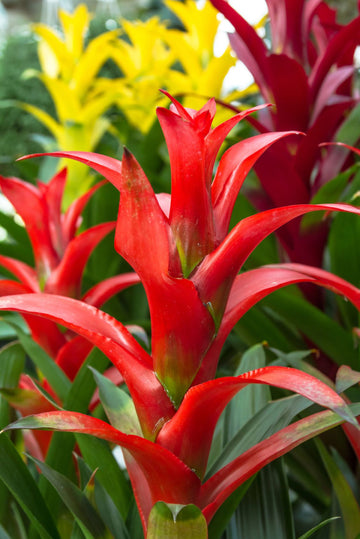 Guzmania