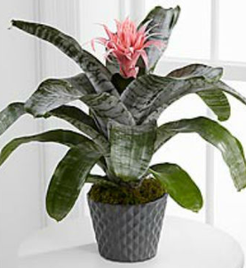 Bromeliad