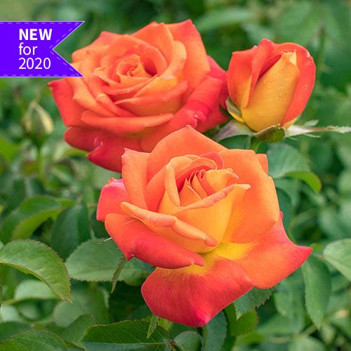 Rose Tree 'Burst of Joy'