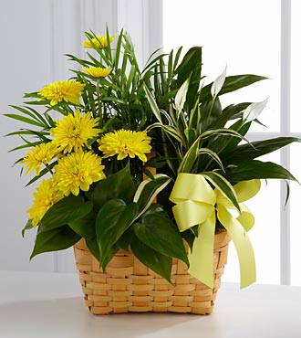 FTD Loving Light Dishgarden