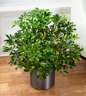 schefflera arboricola bush Umbrella Tree - Dwarf