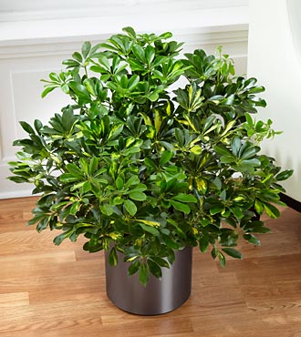 Umbrella Tree - Dwarf