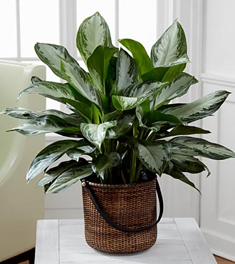 aglaonema silver king care Chinese Evergreen 'Silver King'