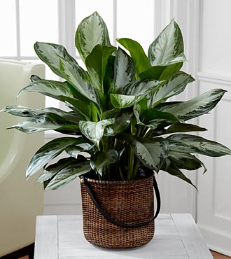 Chinese Evergreen 'Silver King'