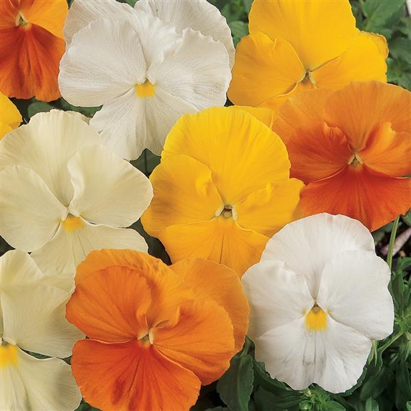 Pansy 6-Pack