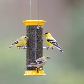 Droll Yankees Yellow Thistle Finch Feeder