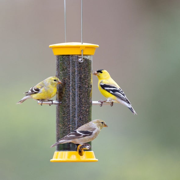 Droll Yankees Yellow Thistle Finch Feeder