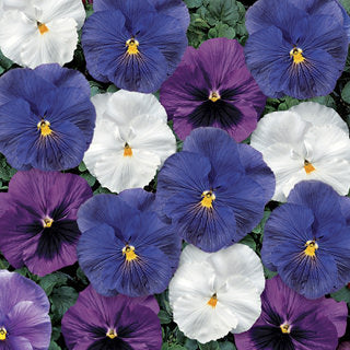 Pansy 3-pack