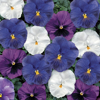 Pansy 6-Pack