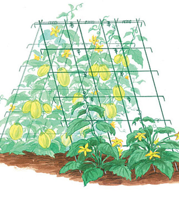 Cucumber Folding Support