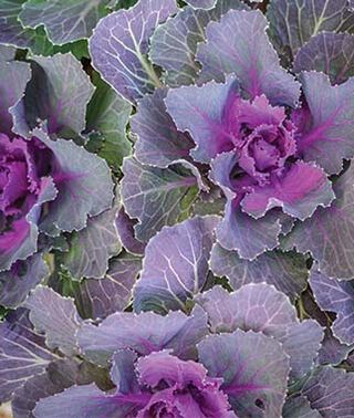 Ornamental Cabbage ''Osaka Red'