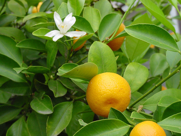 calamondin orange tree edible Calamondin