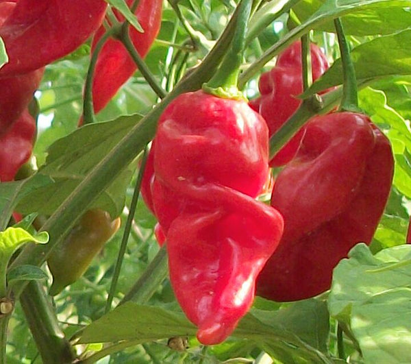 Pepper 'Carolina Reaper'