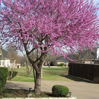 Eastern Redbud - Cercis canadensis