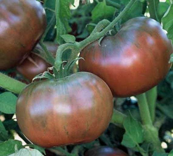 Tomato 'Cherokee Purple'