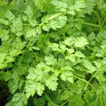 Chervil