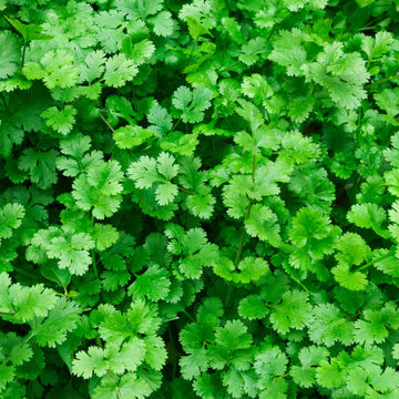 Cilantro (Coriander)