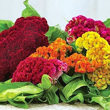 Celosia Cockscomb