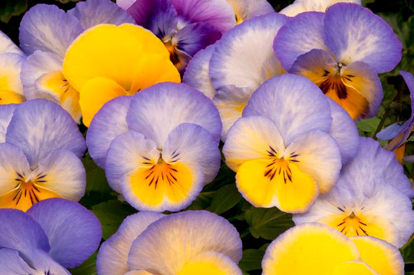 Pansy Hanging Basket