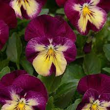 Pansy Hanging Basket