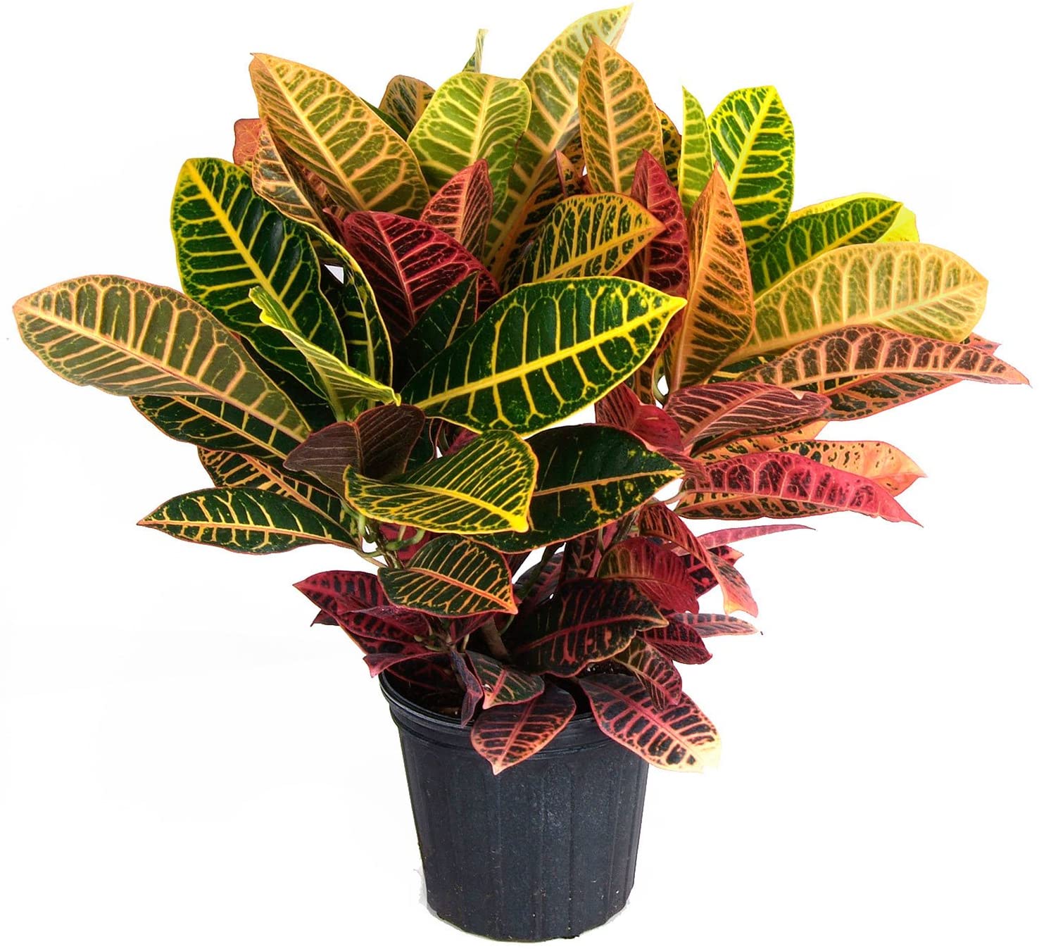 Variagated Croton Plant