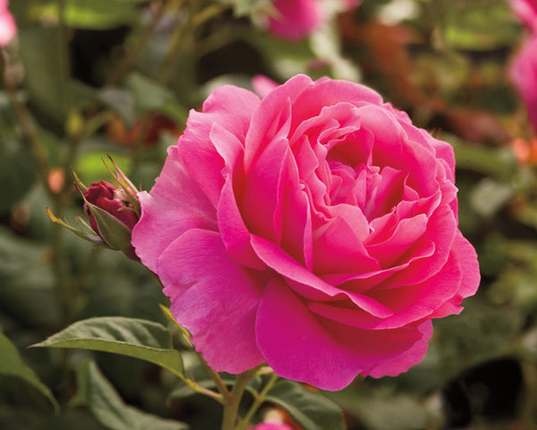 Rose 'Grande Dame'