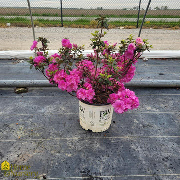 Azalea - Rhododendron x 'Perfecto Mundo Double Purple'