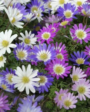 Anemone blanda 'Mixture'