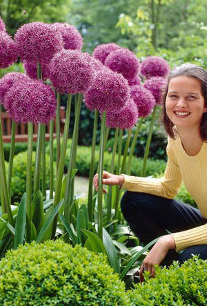 Allium 'Globemaster'
