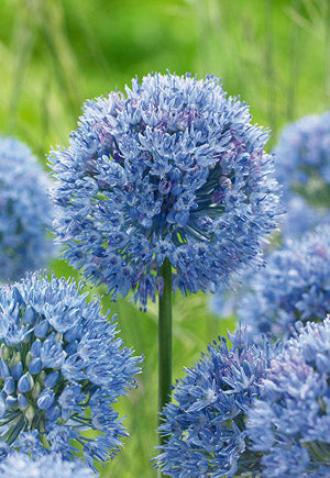 Allium caeruleum