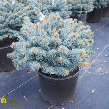 Colorado Spruce - Picea pun 'Glauca Globosa' Low Standard