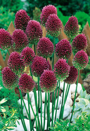 Allium sphaerocephalon 'Drumsticks'