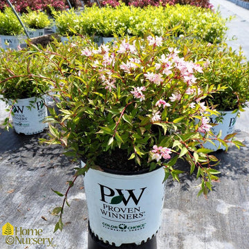 Deutzia x Yuki Cherry Blossom