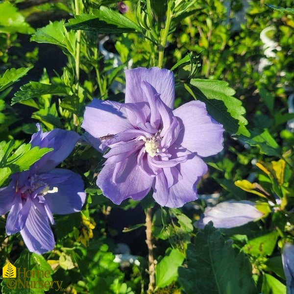 Rose of Sharon - Hibiscus syriacus Lavender Chiffon
