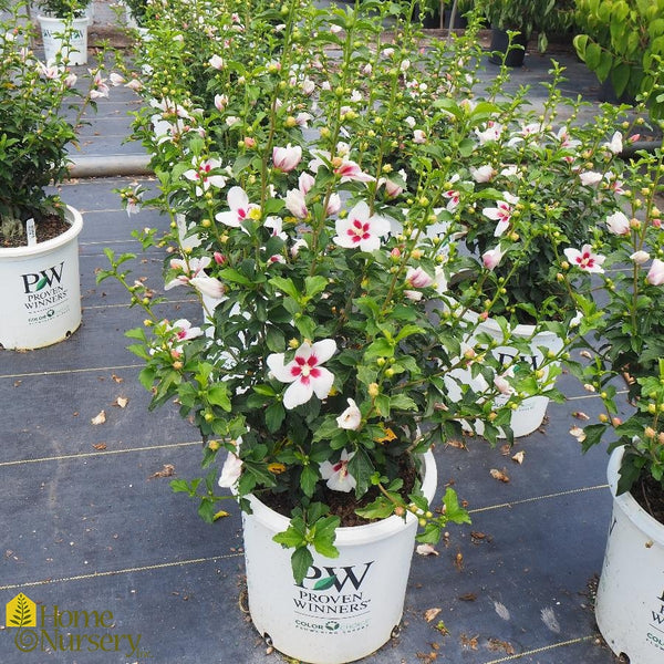 Rose of Sharon - Hibiscus syriacus Lil' Kim