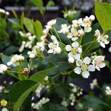 Chokeberry - Aronia melanocarpa Iroquois Beauty