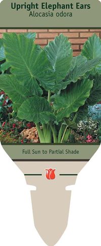 Elephant Ear 'Alocasia odora' Upright
