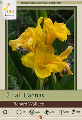Canna Lily 'Richard Wallace'
