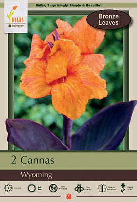 Canna Lily 'Wyoming'