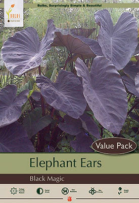 Elephant Ear 'Black Magic'