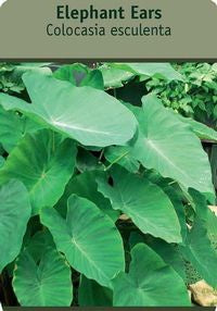 Elephant Ear 'Colocasia esculente' Mammoth